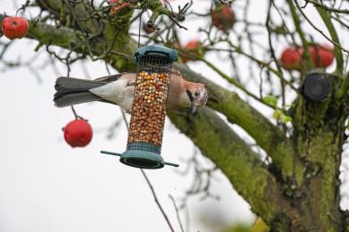 Pomóż ptakom przetrwać zimę. O czym pamiętać przy dokarmianiu?