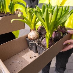 Wielka Zbiórka Szkła w Zabrzu