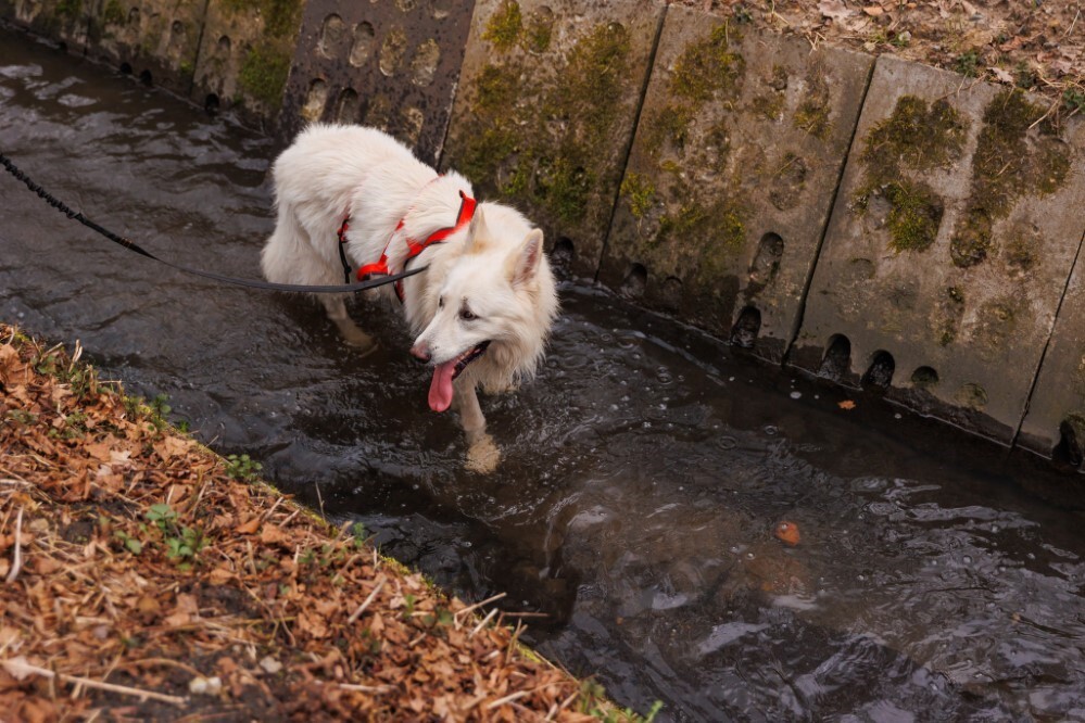 III edycja Biegu Tropem Wilczym w Zabrzu za nami  / fot. Adam Krajewski