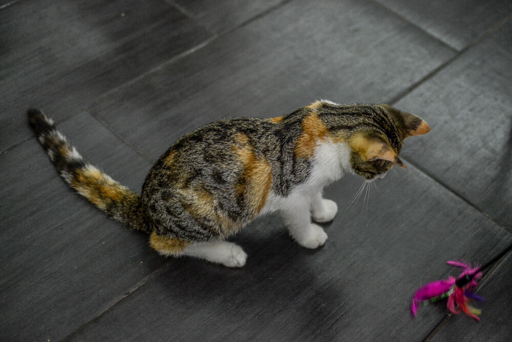 Byliśmy, zobaczyliśmy, kawę piliśmy. Jest dobrze, a ma być jeszcze lepiej! Nowy lokal - Mruczkowo - kocia kawiarnia, działa już na pełnych obrotach.