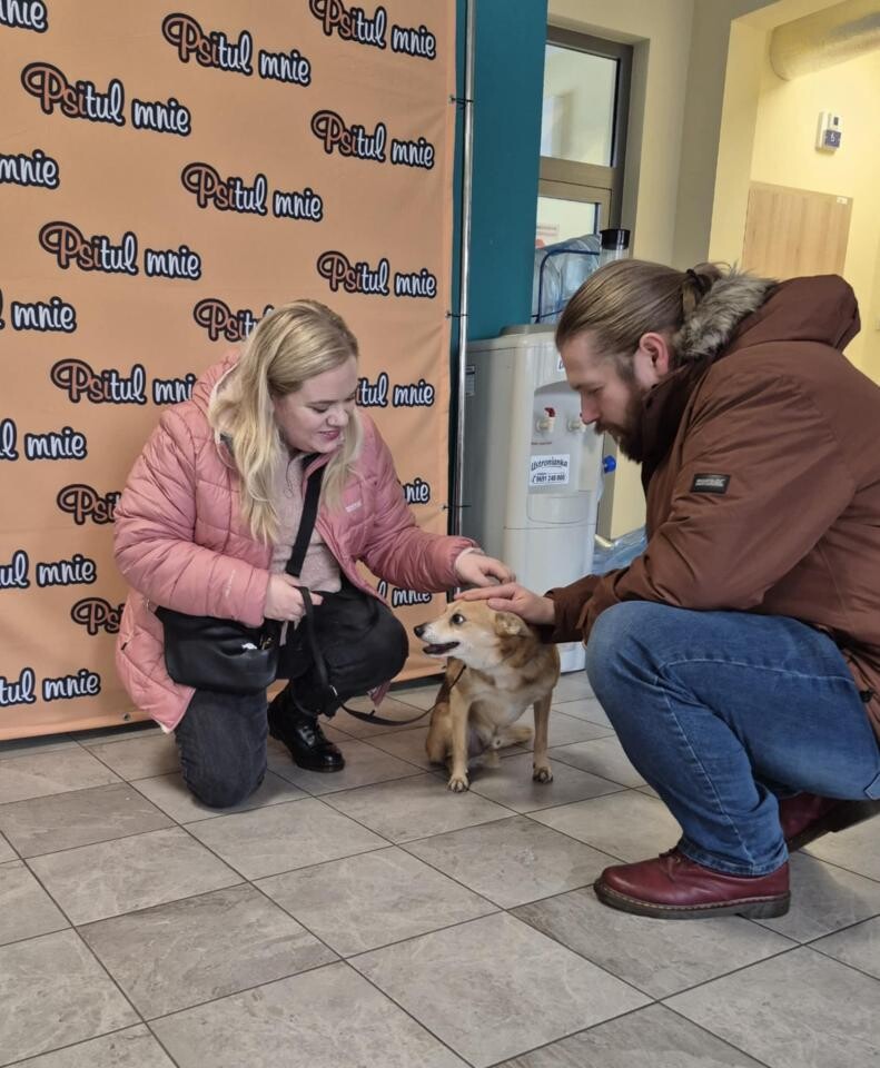 Poznaj historie ostatnich adopcji czworonogów z Psitulmnie, które znalazły swoje kochające rodziny / fot. Psitulmnie
