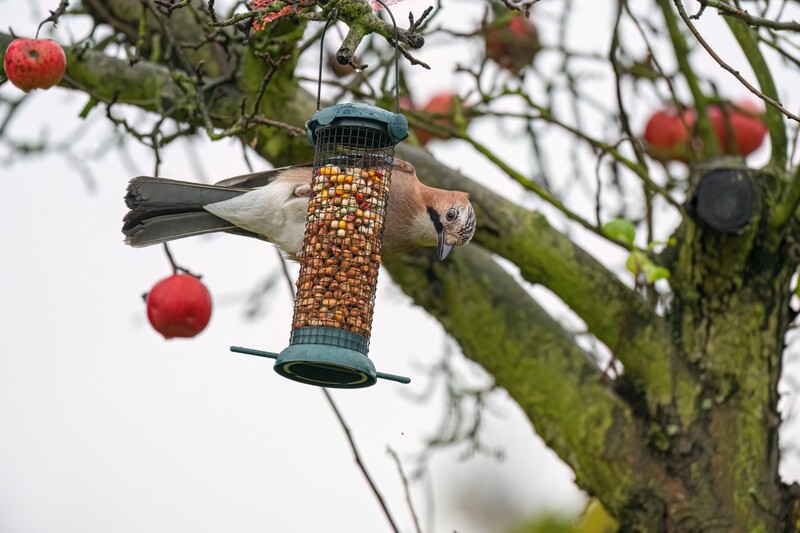 Pomóż ptakom przetrwać zimę. O czym pamiętać przy dokarmianiu?