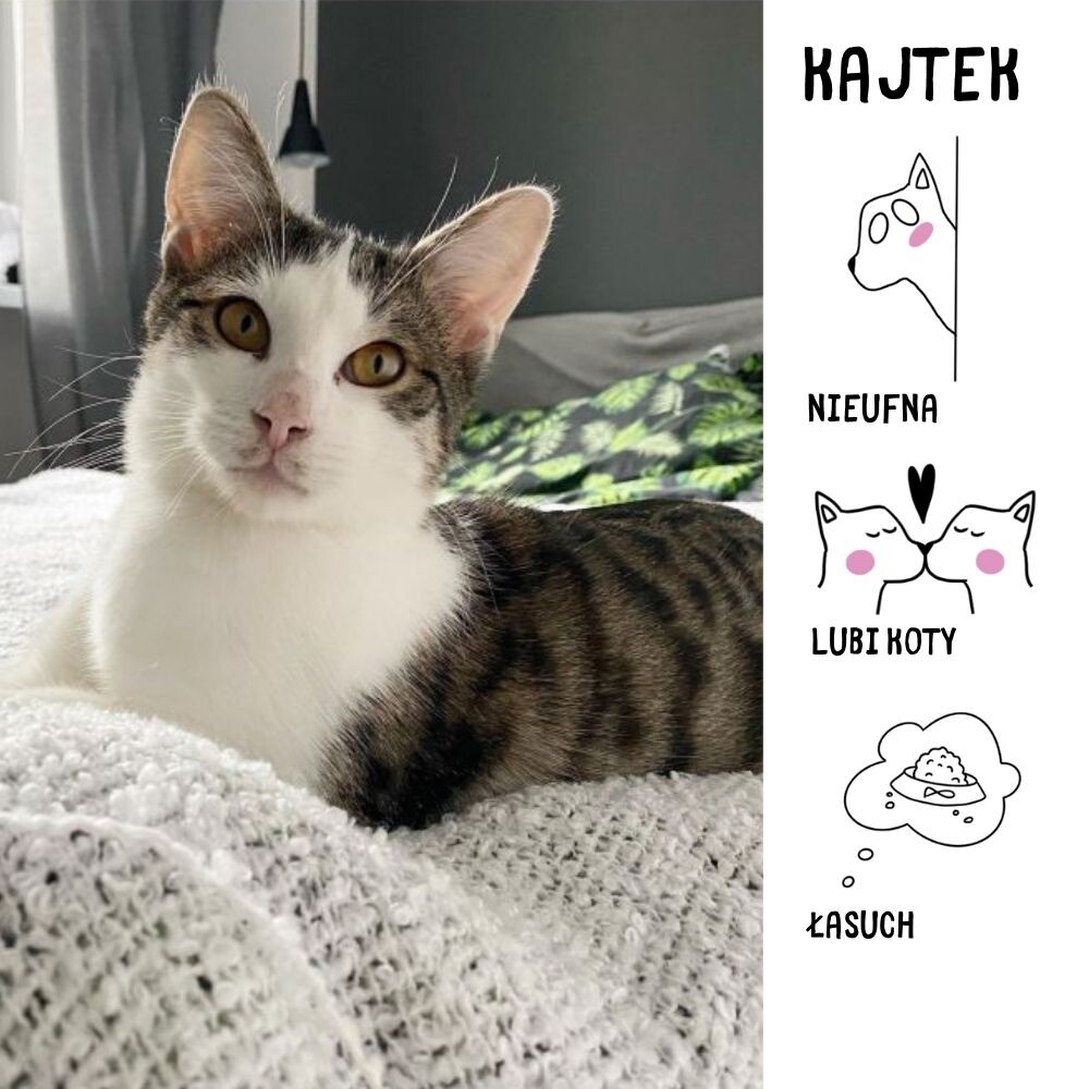 Schronisko dla bezdomnych zwierząt "Psitulmnie". / fot. UM Zabrze