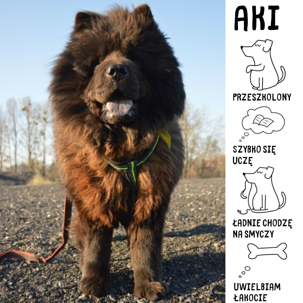 Schronisko dla bezdomnych zwierząt "Psitulmnie". / fot. UM Zabrze