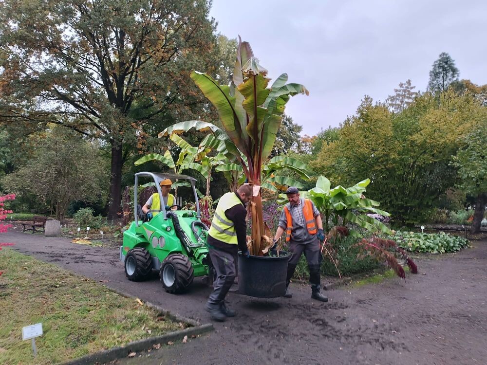 Prace w Miejskim Ogrodzie Botanicznym/fot. Miejski Ogród Botaniczny